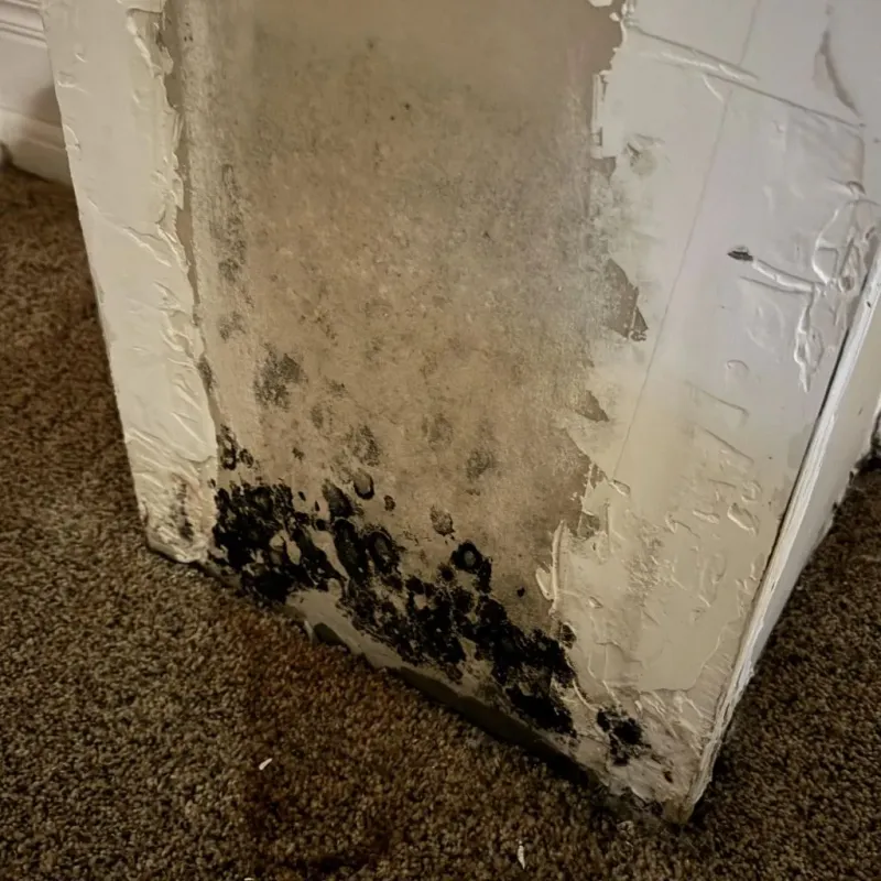 Professional Mold Removal in Searcy County, AR